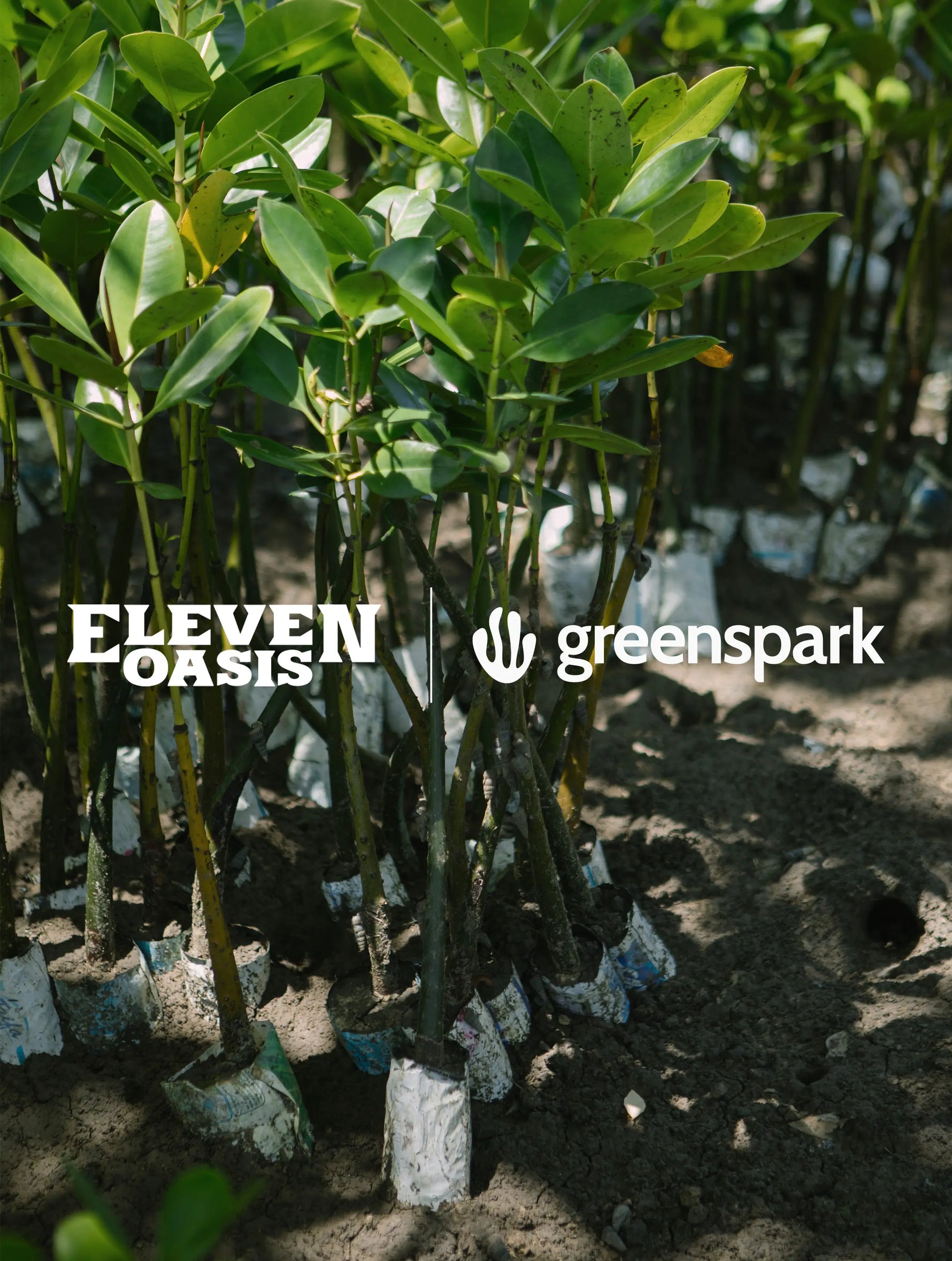 Shop-With-Purpose-One-Order-One-Tree-Our-New-Partnership-with-Greenspark Eleven Oasis