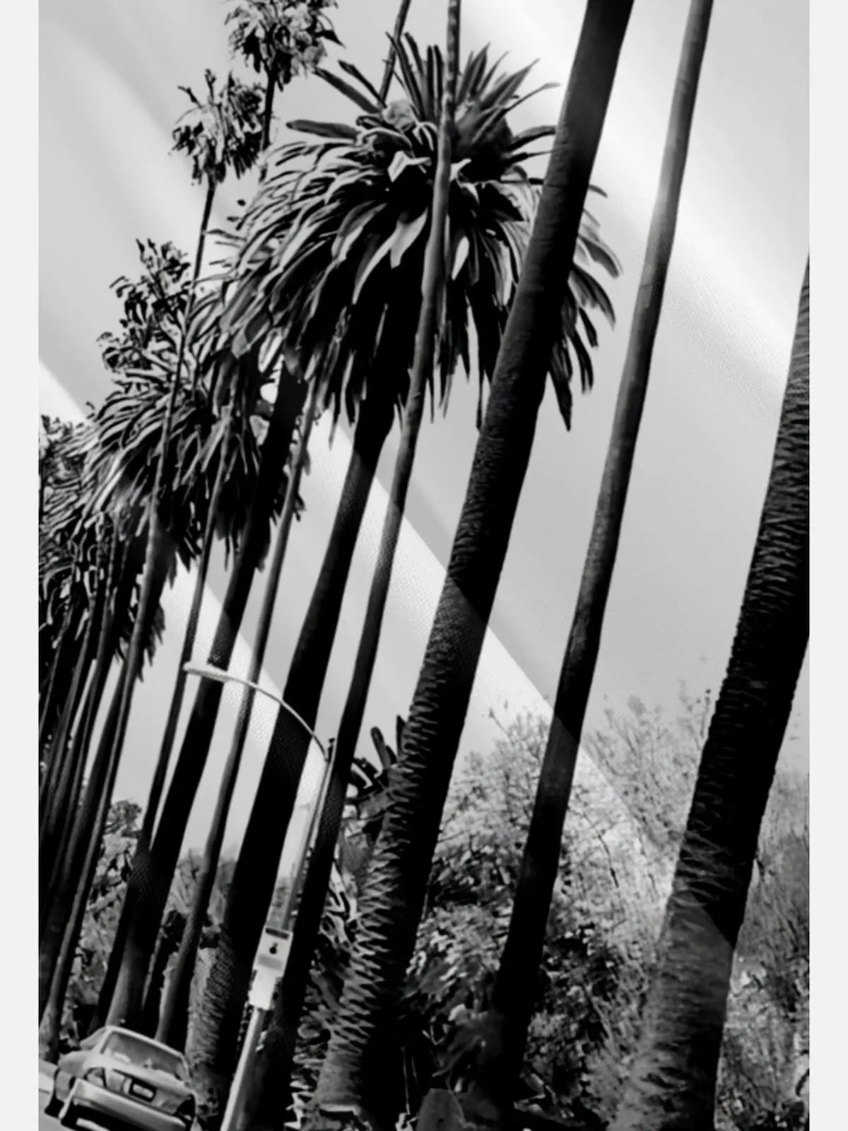 Tall Men's California Boulevard Palm Short Sleeve Shirt ElevenOasis