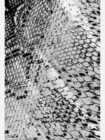Men's Python Skin Short Sleeve Shirt ElevenOasis